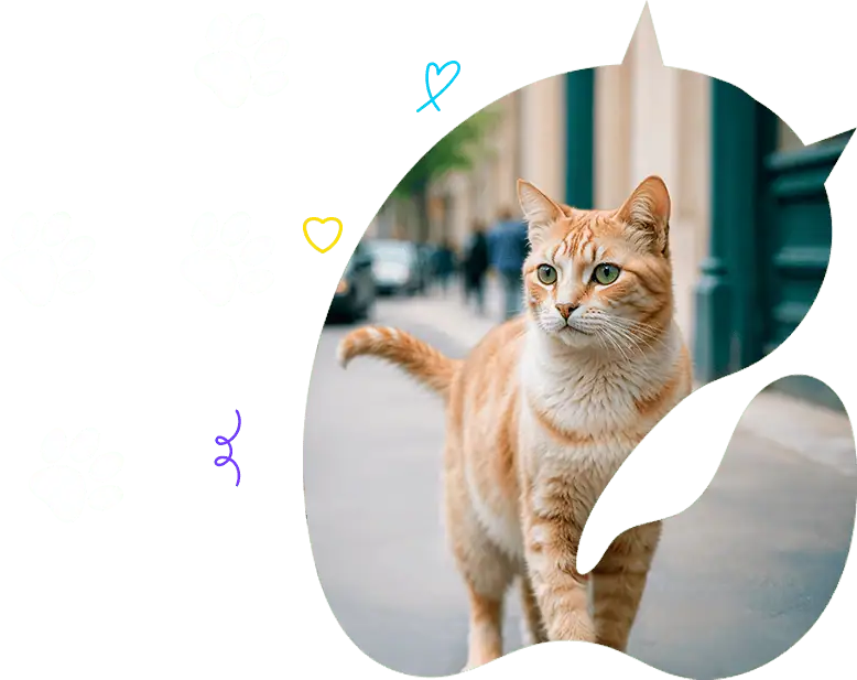 Cats