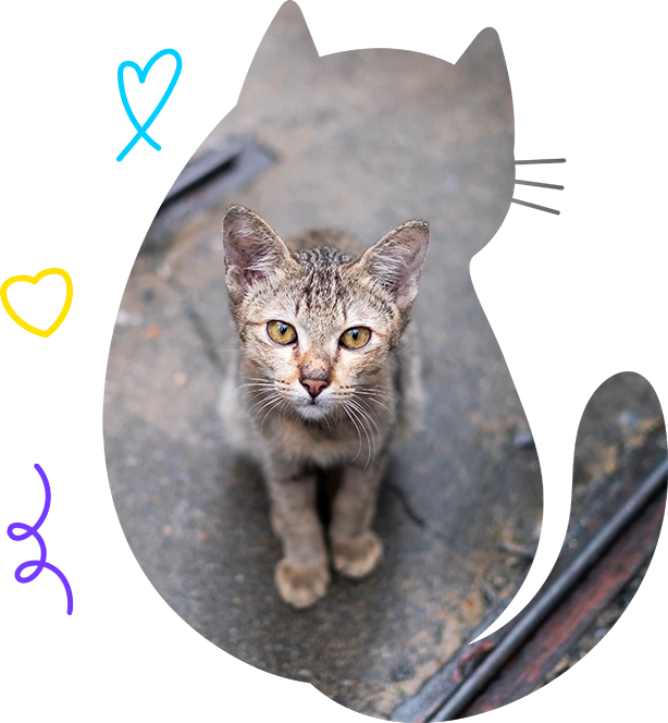 Cat Looking You