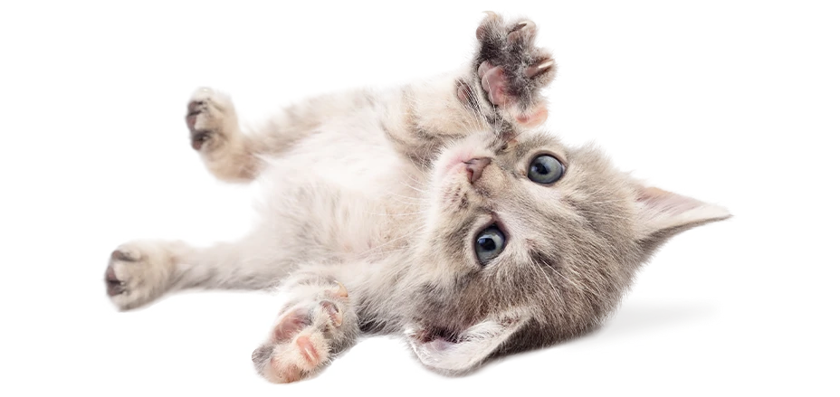 cute small kitten
