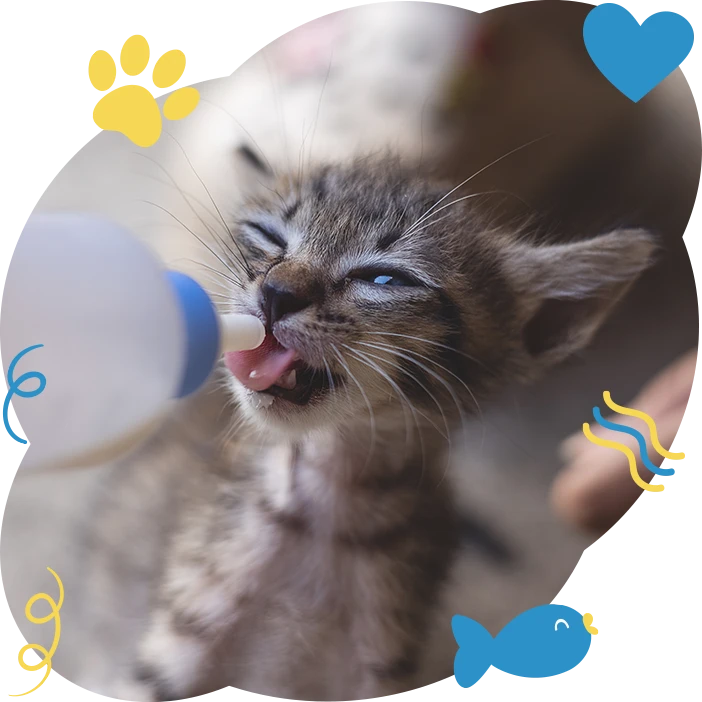 Feeding little baby kitten