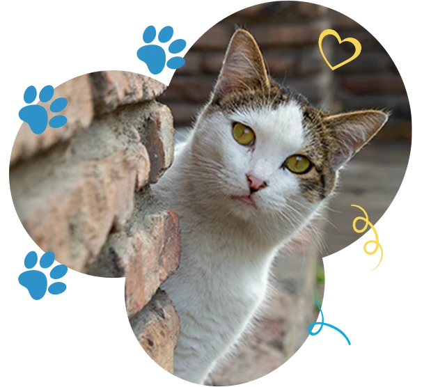 Shy cat